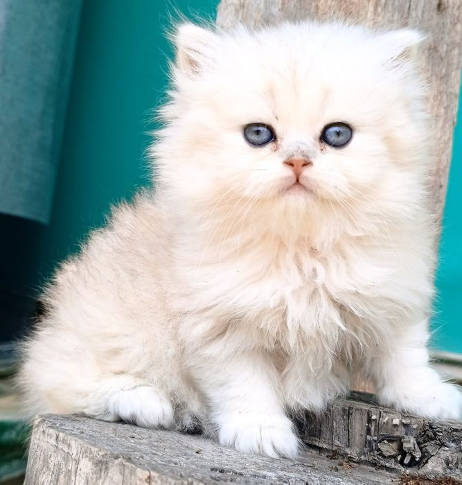 Продаются котята  Scottish straight.