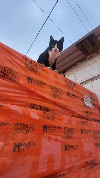 Котенок-мальчик, в добрые руки