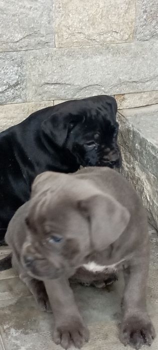 Малки Кане Корсо