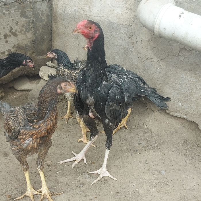 Джужа 25 декабря  3месяц крупный