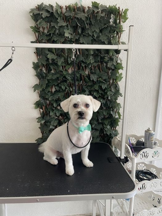 Frizerie canină Lumea lui Avy - Tuns și cosmetică profesională Craiova