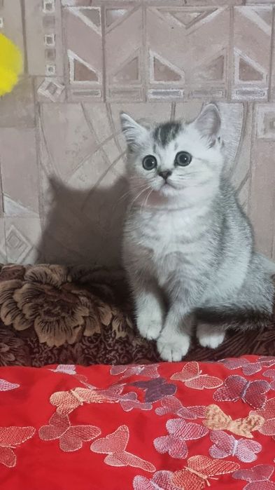 Mushukcha Shinshila