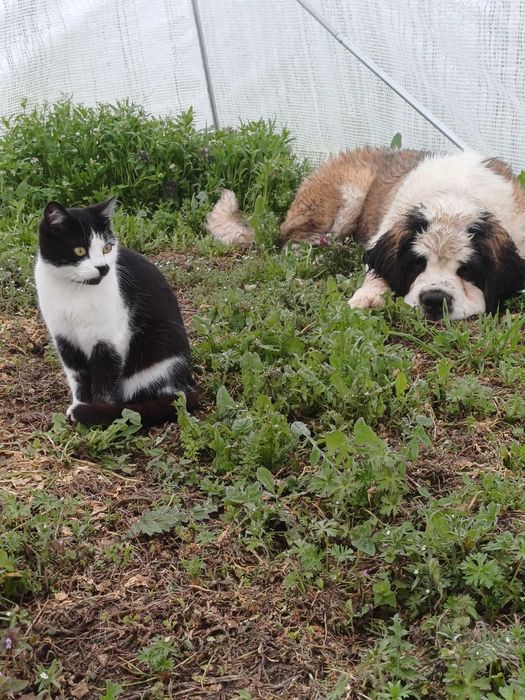 Санбернар XXL женски