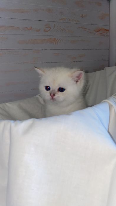 Смешные шалунишки