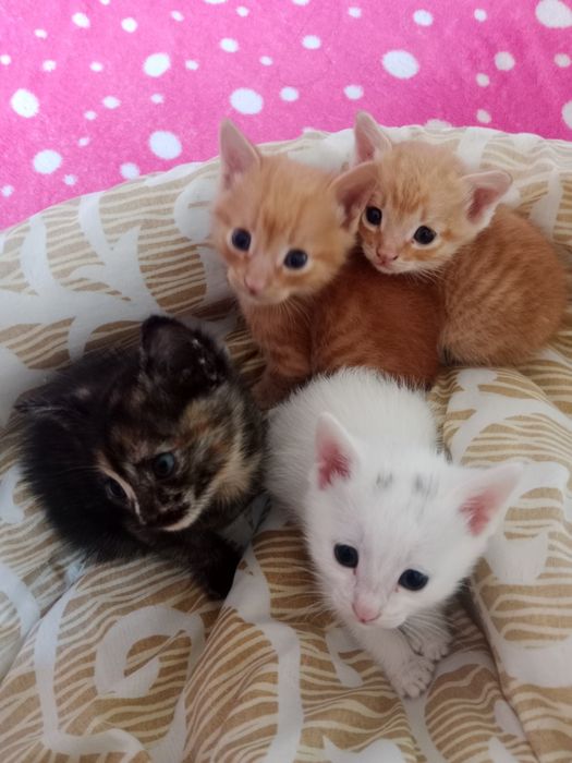Котята в добрые руки