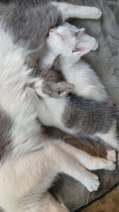 Отдам котят в добрые руки.