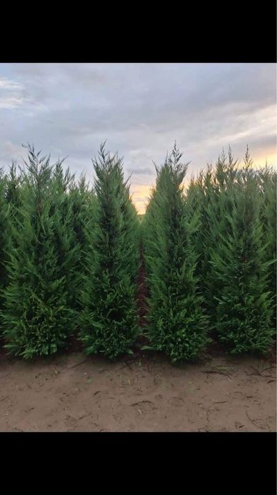 Leylandii gard viu oferta