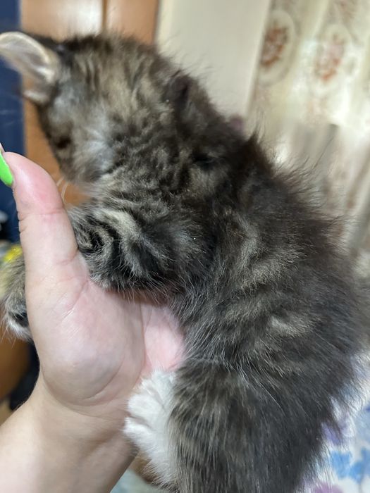 Продам котят Полу Британцев