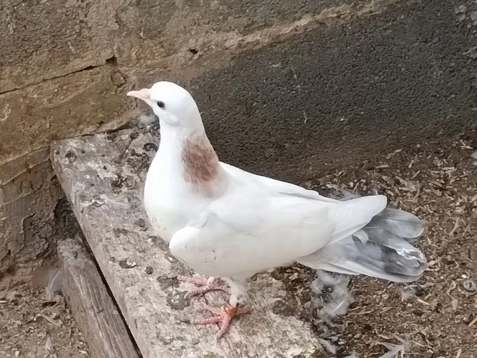 Бакинские голуби