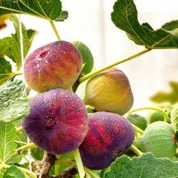 Smochin Black Mission