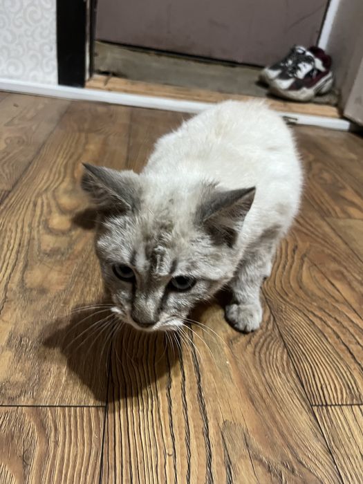 Отдам кошечку в добрые руки