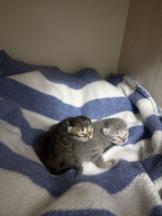 Шотландские котята