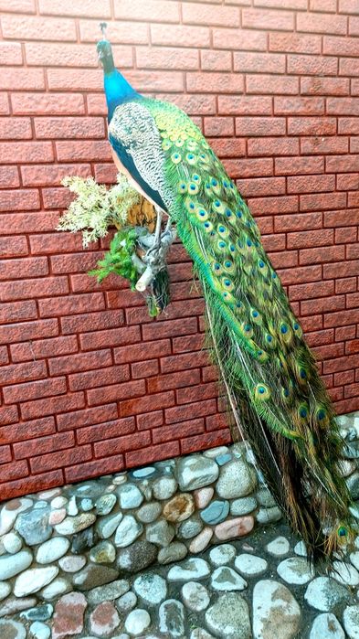 Продам  павлина.