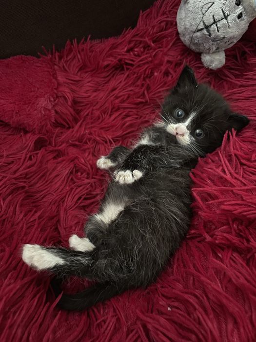 Передержка кошек
