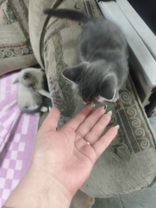 Милые котята ищут доброго хозяина