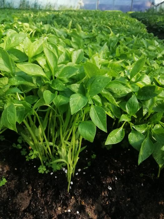 Продавам зеленчуков разсад