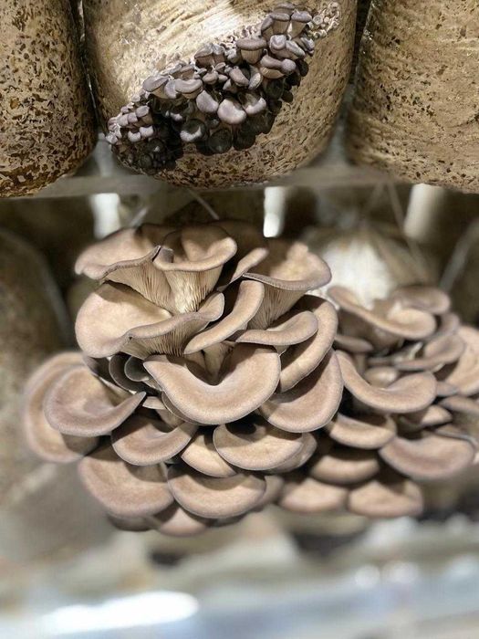 блоки грибов вешенок