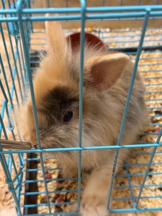 Декоративный кролик