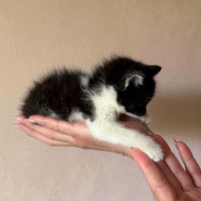 Котенку нужен дом!