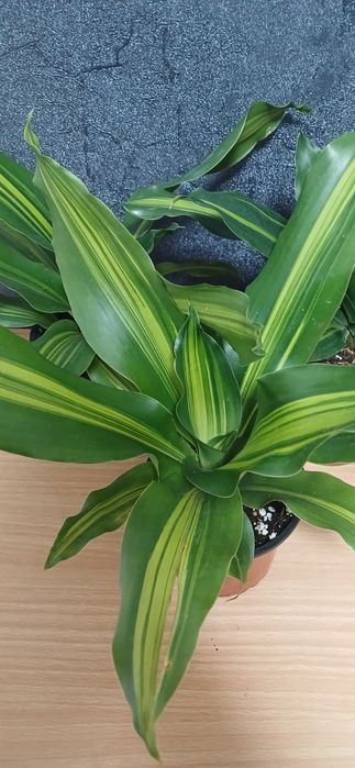 Комнатные растения от 2500