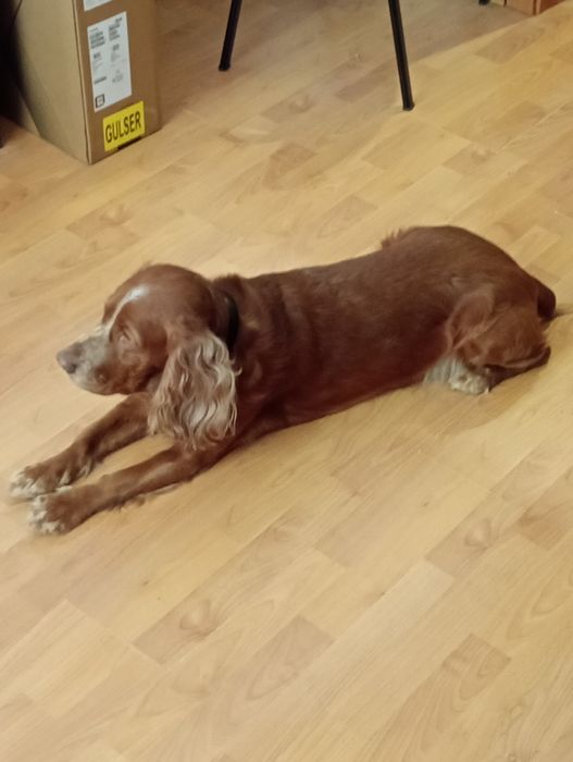 Русский спаниель ищет подругу