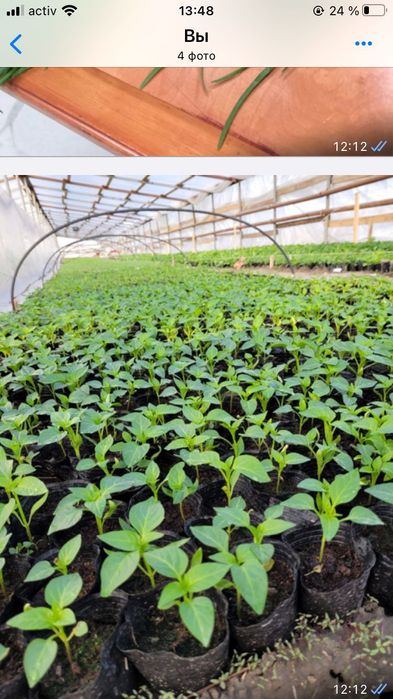 Перец памидор арбуз