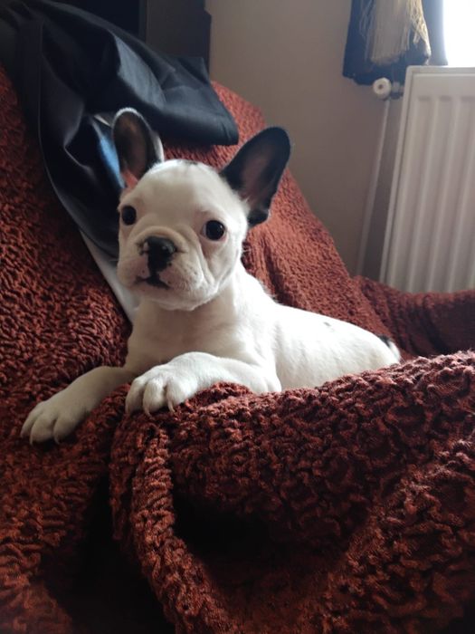 Bulldog francez mascul