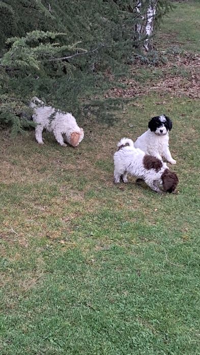 Лагото Романьоло