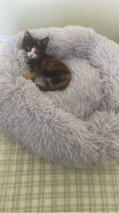 Милая кошечка 1,5 месяца