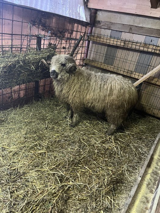 Vand berbec sau schimb