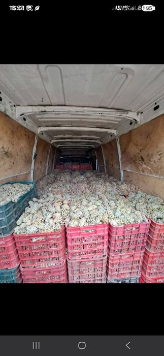 Livrez struguri pentru vin la domiciliu clientului cu transport gratis pentru detalii sunati la nr de tel 0727430117 
Avem toate soiurile
