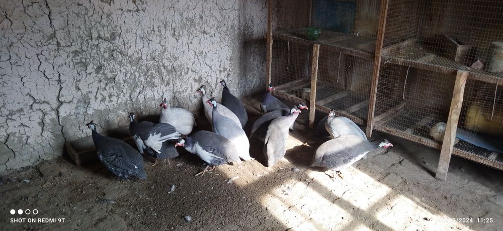 Оқ сисарка тухумлари сотилади.