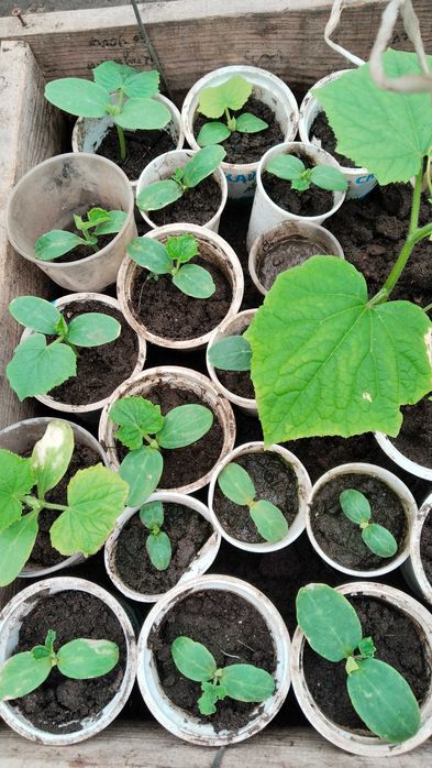 Продам рассаду раннюю