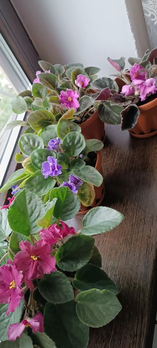 Фиалки взрослые растения 4 штуки