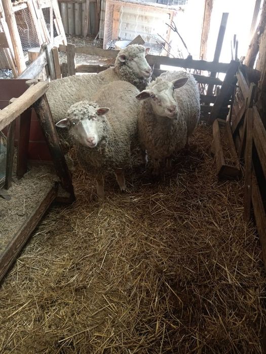 Oi de vânzare  mai multe detaliia telefon