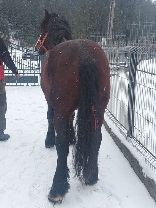 Vând armăsar blând