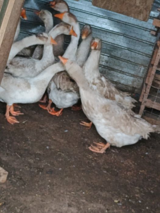 Gâscani tineri    din vară