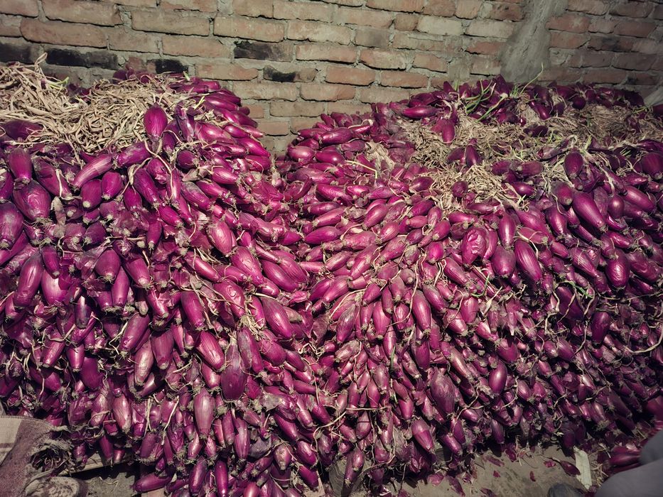 Ceapa rosie de apaMaracineni