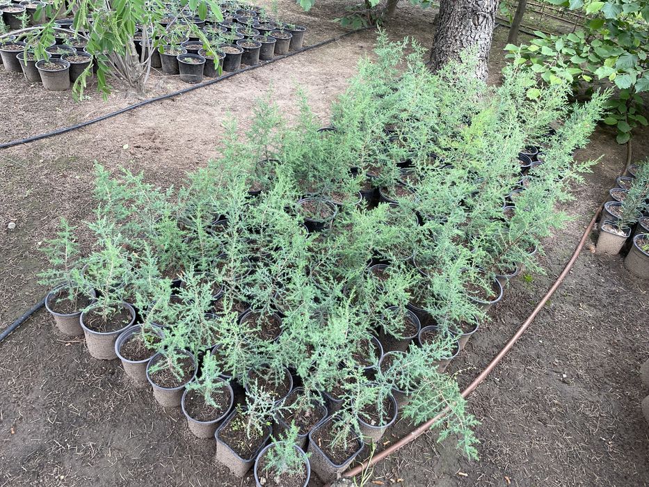 Източна туя, Аризонски кипарис, Обикновен кипарис