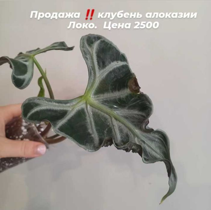 Комнатные растения