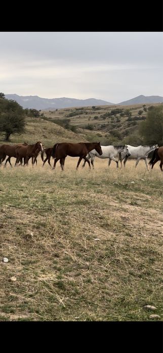 Продам кобылы 7.8 ми летние