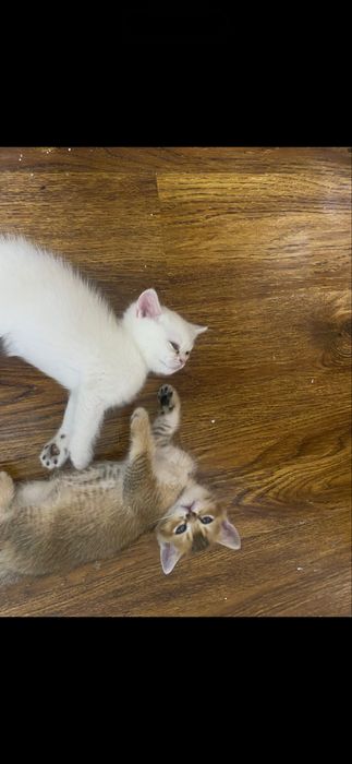 Продаются котятки породы шиншилла Fold