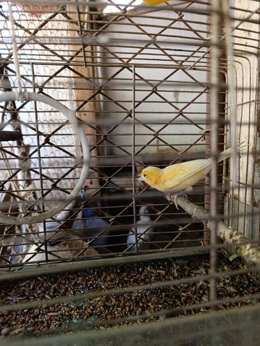 Японский золотой Сибрайт сотилади