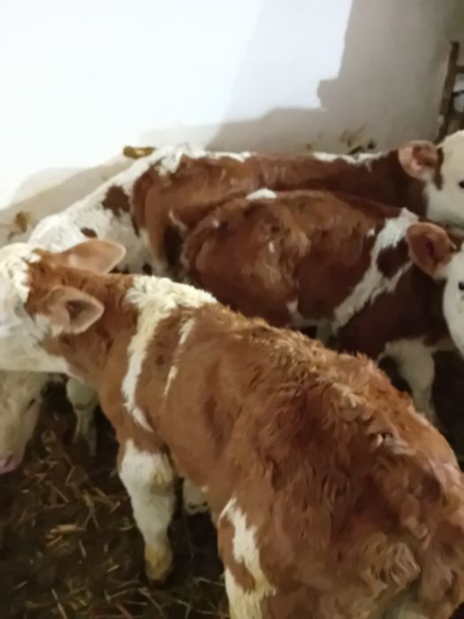 Taurasi și vitele baltati