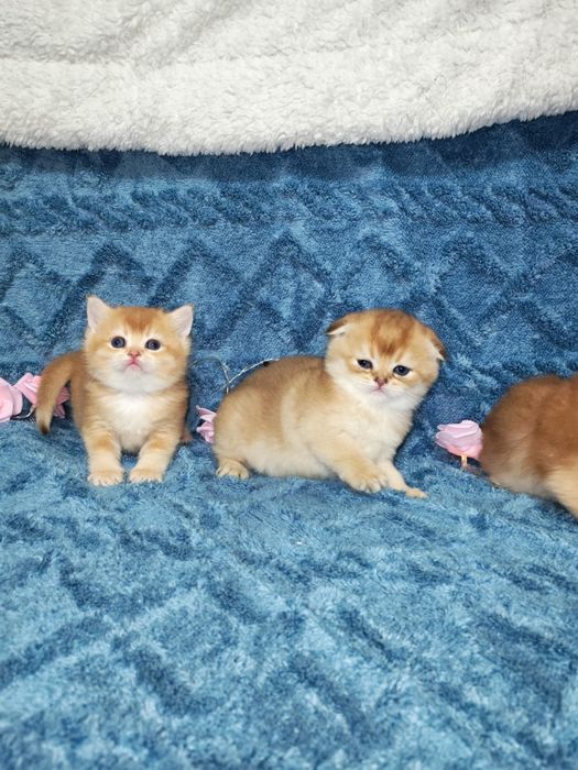 Золотая шиншилла котята