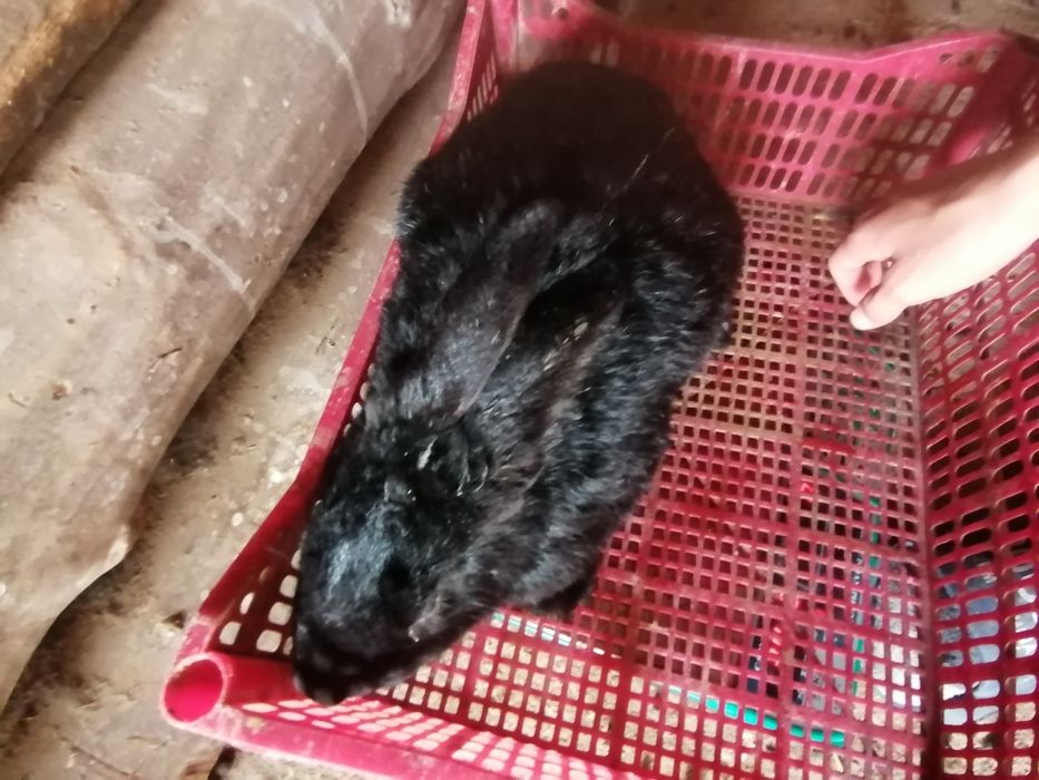 Коян сатылады.   .