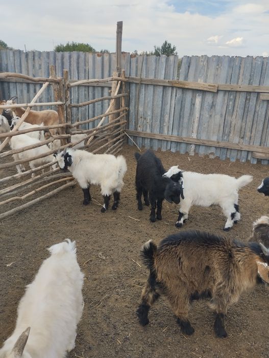 Продам козликов на племя