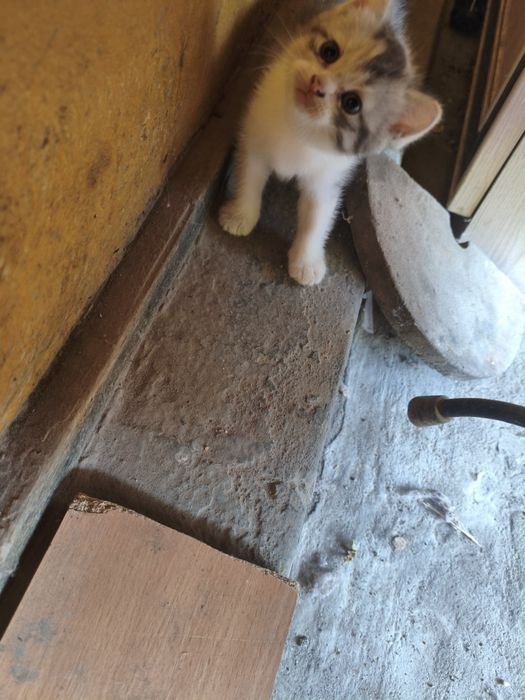 Отдам котята девочки
