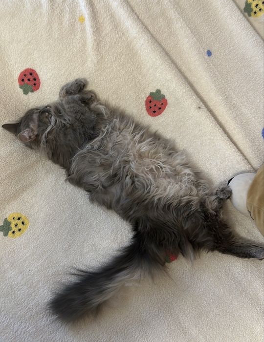 Кошка, помесь Мейн-кун