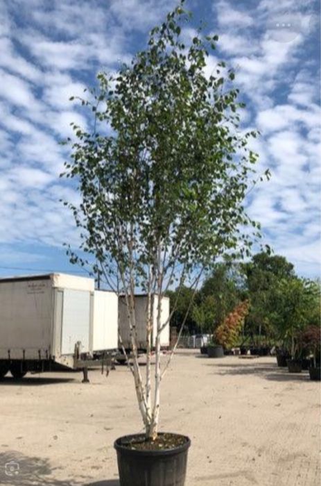 Mesteacan alb 3m - 7m livram oriunde in tara fara avans